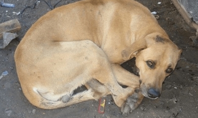 El hombre explicó que para poder abusar del perro lo ató con un cable y lo llevó hasta una casa abandonada. 