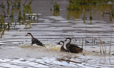 Las zokas que habitan en humedales de la región de los valles y altiplano, son muy parecidas al sirirí