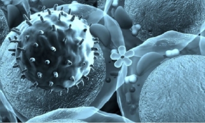 la nueva proteína activó las neuronas con potencial de acción de los animales, que afectan a la conexión del intestino con el cerebro 