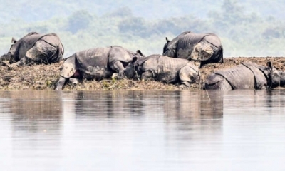 El 40% del parque nacional de Kaziranga, en Assam (noreste) quedó inundado tras diez días de lluvias torrenciales