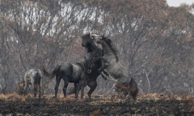  NSW National Parks and Wildlife Service