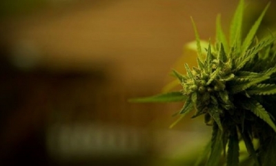 El estudio mostró que 30% de los bebedores de alcohol está tomando más que antes del confinamiento, lo mismo que 42% de los fumadores de cannabis.