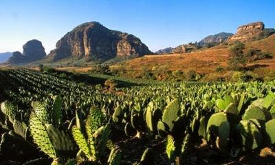 la producción de nopal,