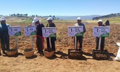 Se utilizó Urea en parcelas demostrativas de papa y trigo/Foto. YPFB