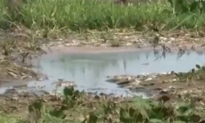 La mortandad fue denunciada/Foto. Captura de pantalla