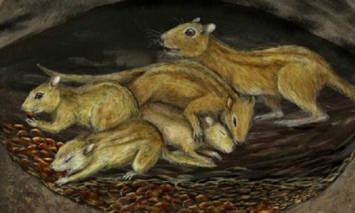 Una reconstrucción artística de un grupo social de Filikomys primaevus en una madriguera. | Fuente: Europa Press