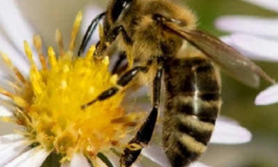  Estos pesticidas se utilizan para eliminar los pulgones de los grandes cultivos y de las frutas y verduras