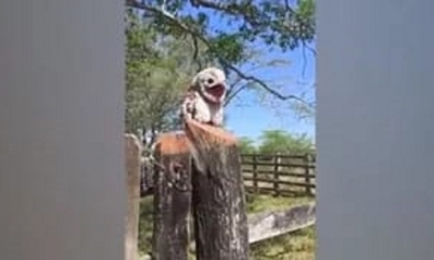Pájaro con aspecto fantasma