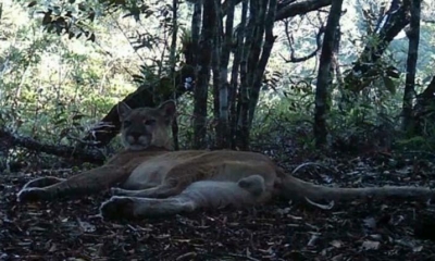 Hasta ahora, este puma de pelaje marrón grisáceo a rojizo había sido declarado oficialmente extinguido en la Lista Municipal de Especies Amenazadas 