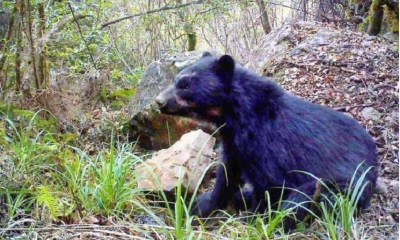La investigación sobre el oso andino y conocido en Tarija como Jucumari que se realiza en la provincia Méndez