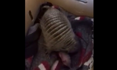 Nacieron dos crías/Foto. Captura de pantalla