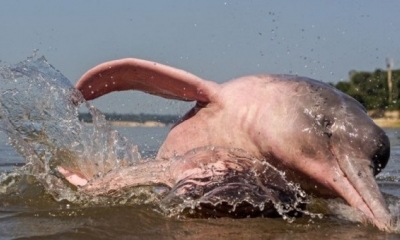 Cada vez se matan más delfines de agua dulce para usar como carnada. | Fuente: Foto referencial: AFP