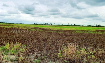 Campos de soya en Santa Cruz afectados por la sequía.