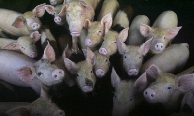 Un grupo de investigadores ha alertado en su último estudio sobre el brote de una nueva cepa de gripe porcina en China