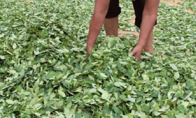 León De la Torre Krais, aseguró este sábado que el incremento de los cultivos de la hoja de coca es 