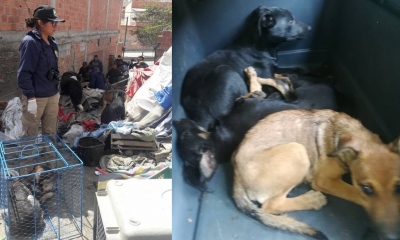 Rescataron a las mascotas/Foto. RRSS