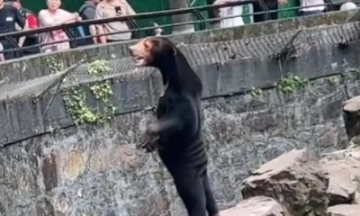 Oso de aspecto humano