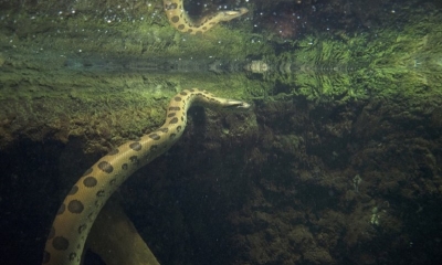 No envenenaban a sus presas sino que, tal como lo hacen las actuales boas constrictor, las asfixiaban