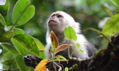 Científicos de todo el mundo evaluarán en Medellín estado de la biodiversidad.