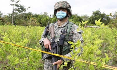Colombia: Un oficial de la marina colombiana vigila cocales en proceso de erradicación | EFE