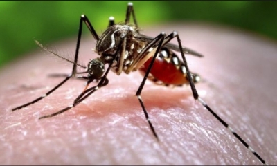 De las tres enfermedades que transmite este mosquito, la más peligrosa es el dengue