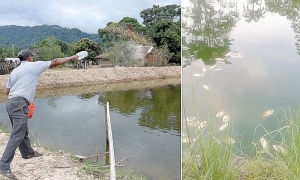 ﻿UN PRODUCTOR ALIMENTA A LOS PECES (IZQ) Y PECES MUERTOS EN UN ESTANQUE (DER). ﻿PRENSA EN IMÁGENES