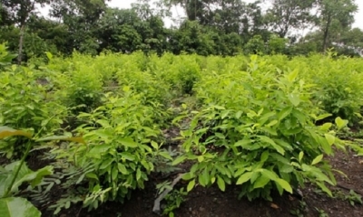 Plantación de Coca. Foto: Internet