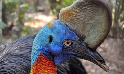 Causario es una ave no voladora nativa de Australia y Nueva Guinea/Foto. RRSS