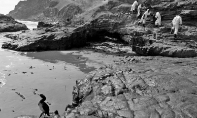 Una ave afectada por el derrame de crudo de un buque de Repsol en una playa de Perú
