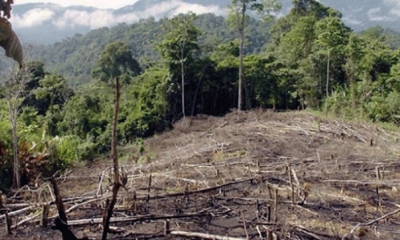 Bolivia pierde anualmente 350.000 hectáreas de bosques, que implican unos 320 metros cuadrados por persona al año