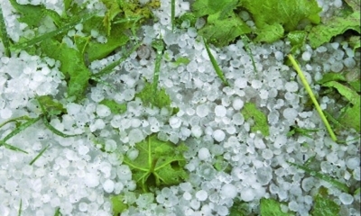 Granizo destruye los cultivos de verduras y frutas en Vitich