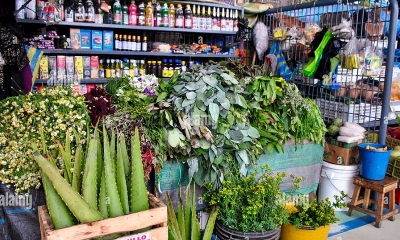 venta de plantas y hiervas medicinales 