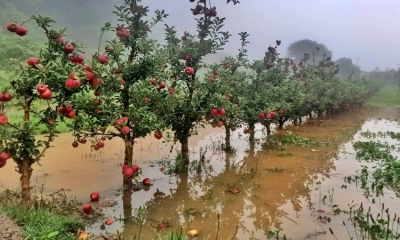 Las plantaciones de manzanas afectadas por las lluvias.