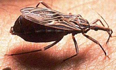 El vector (vinchuca) transmisor del mal de chagas. Foto: Internet