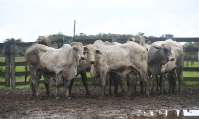 Vaca informó que Santa Cruz tiene una producción anual de 240.000 toneladas de carne de res, con un excedente de 15.000 toneladas.  