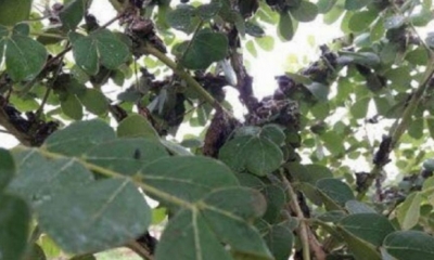 Ranas invaden la zona de Valle Hermoso.