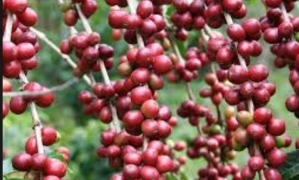 92 puntos obtuvo el café de Villa Tunari / Foto. Internet
