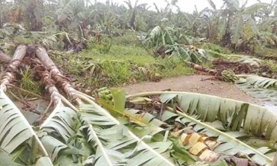 Así quedaron las plantaciones de Banana/Foto. RRSS