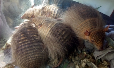 Los cuatro quirquinchos rescatados serán trasladados a un refugio. Foto: ANF