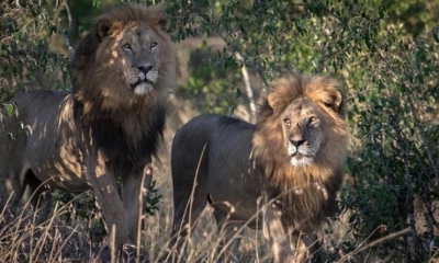 Los leones casi no dejaron nada del cazador furtivo