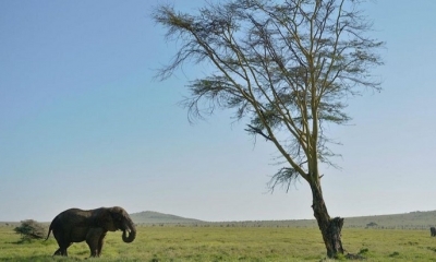 La extinción de animales salvajes es provocada por el hombre