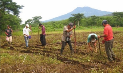Ha dado inicio a la entrega de semilla de trigo certificada por el Instituto Nacional de Innovación Agropecuaria y Forestal (Iniaf) a 50 productores