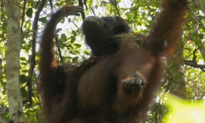 Científicos de Borneo demostraron por primera vez que los primates recurren a una especie de medicina para el tratamiento de inflamaciones articulares