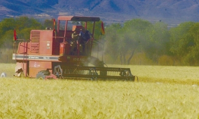 Agricultura. Cultivos de soya en el oriente del territorio nacional. Foto: Fernando Cartagena
