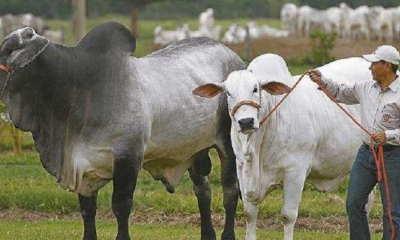 Estrategias y mejorar la genética bovina en Cuba.