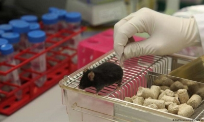 Los experimentos con animales, a referéndum en Suiza.