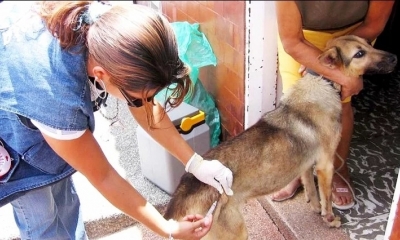 Lanzan la campaña masiva de vacunación antirrábica para perros y gatos en Bolivia. FOTO: Internet.