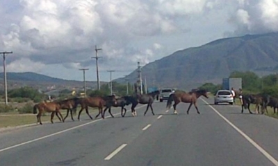 Realizan campaña preventiva de animales en la ruta. 