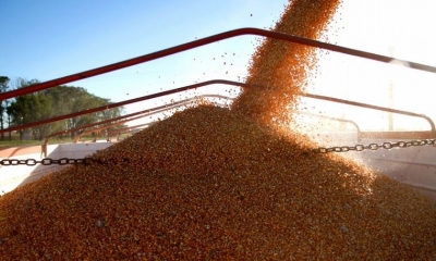 En Estados Unidos se anticipa una baja en el grano 