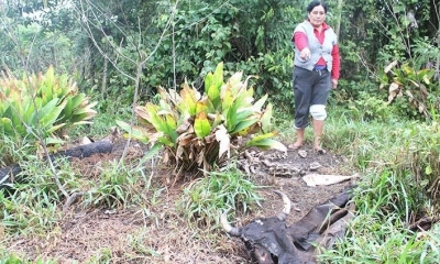 Una comunaria muestra los restos de ganado que murió en el río Muñecas. Foto: Josué Hinojosa
